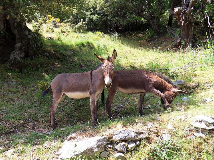 Voyage de groupe en Sardaigne, en Corse